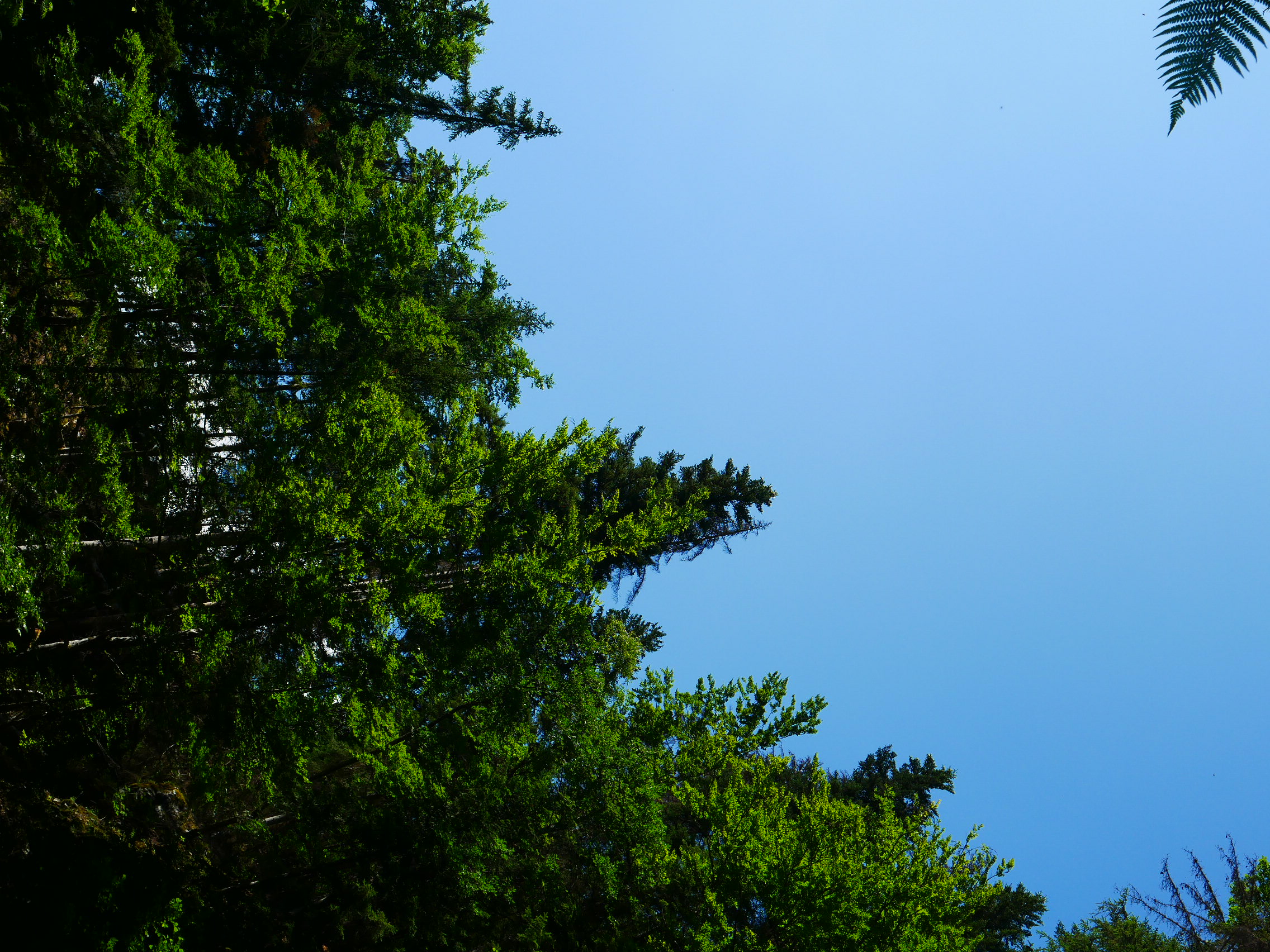 Simplicity in Nature