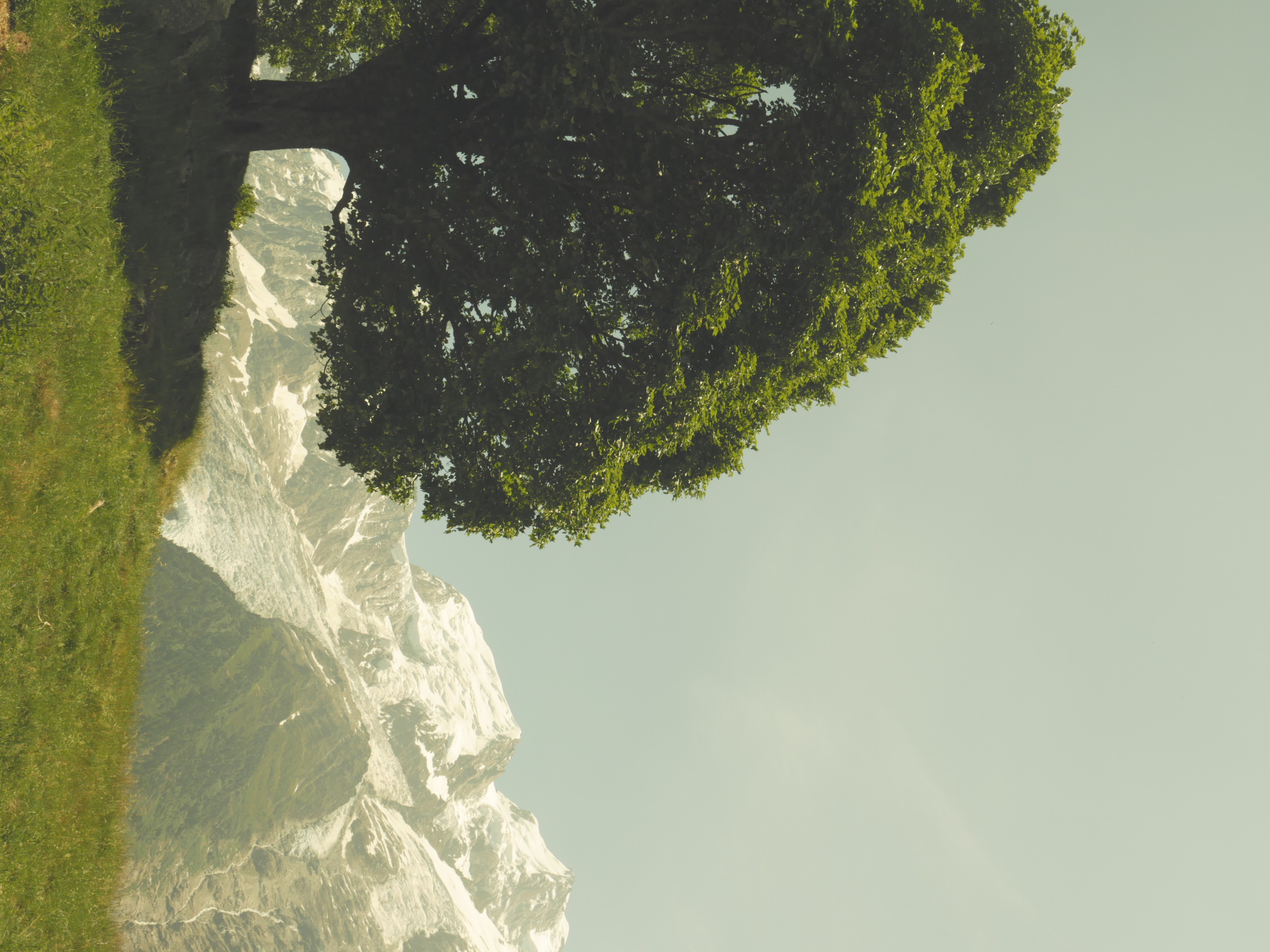 What a Great Tree
