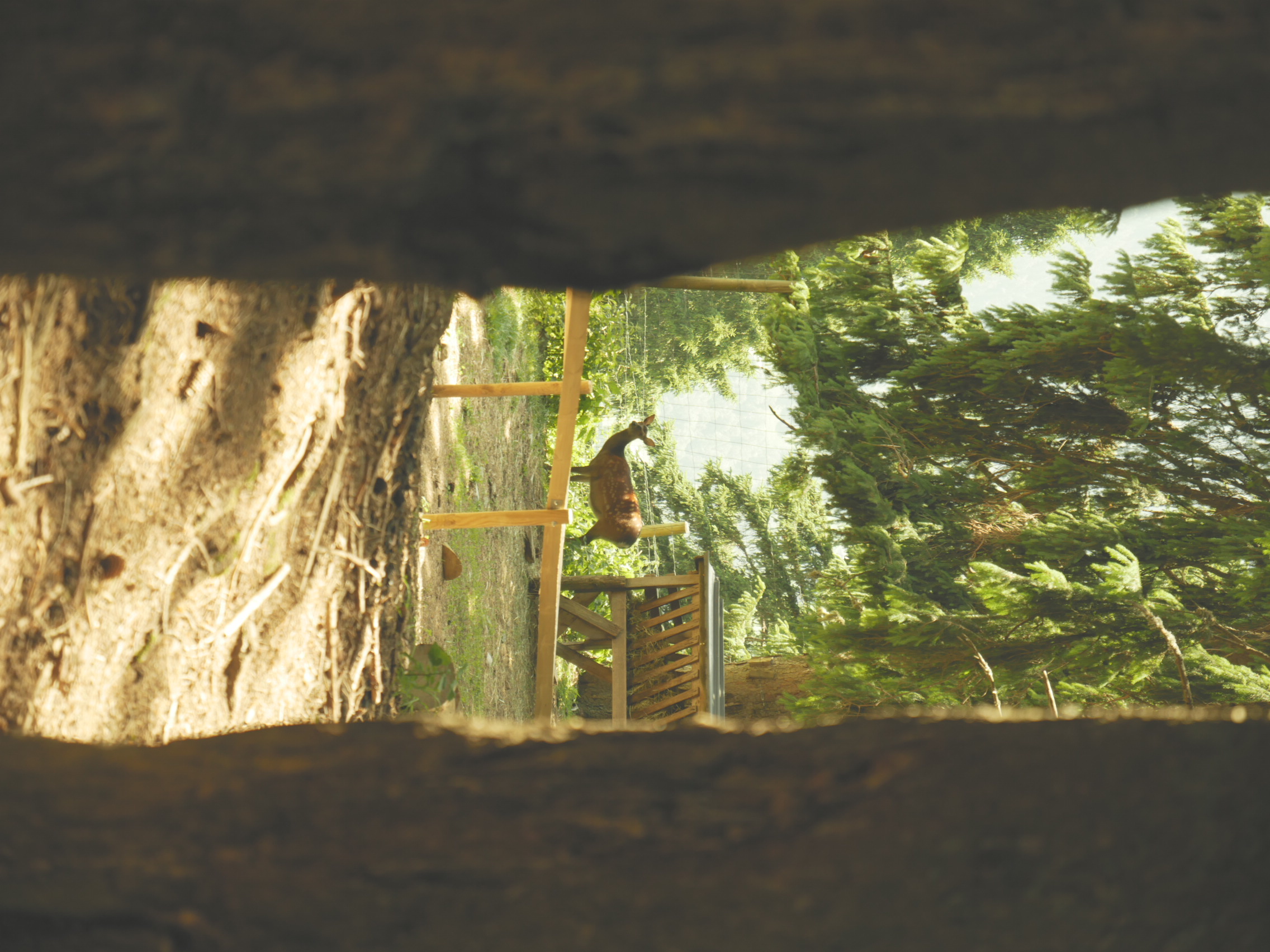 Framed by the Forest