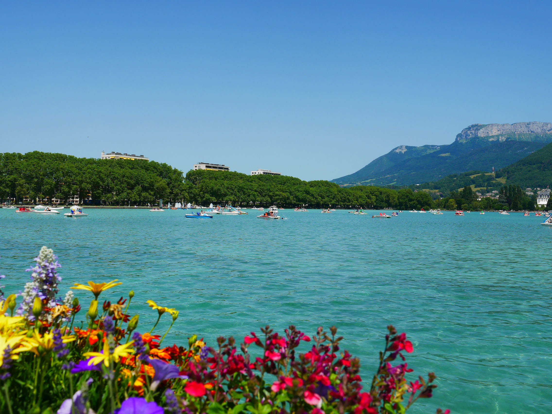 Foreground Flowers