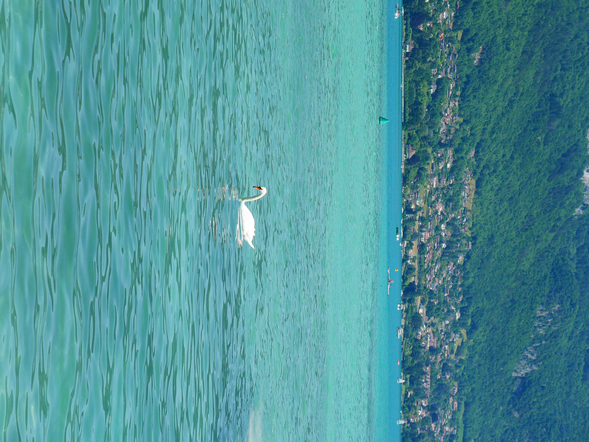 Simple Swan